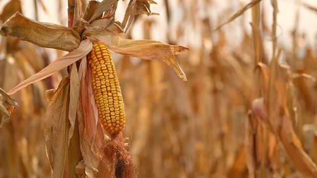 Ripe ear of corn in cultivated agricultural field