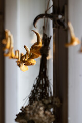Chantarelle foragingChanterelles drying. Seasonal home decor and food prep for winter