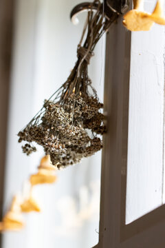 Dried Yarrow in the Windowsill. Country House Seasonal decor. Dried Tea