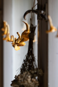 Chantarelle foragingChanterelles drying. Seasonal home decor and food prep for winter