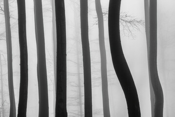 Beech trees trunks in a beech forest