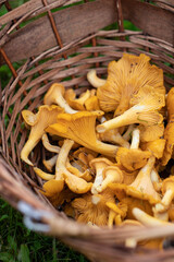 Basket full of Chanterelles. Autumn in Finland. Mushroom picking