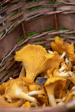 Basket full of Chanterelles. Autumn in Finland. Mushroom picking