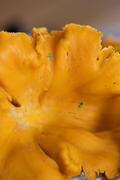 Close up of chanterelle with sprouts. Chanterelle foraging. Autumn in Finland. Mushroom picking