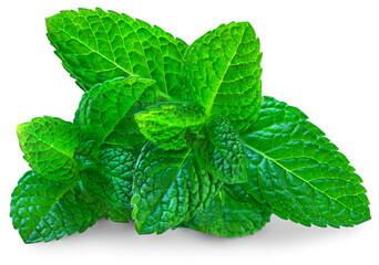 Fresh mint on white background. Mint leaves isolated. Melissa, peppermint close up.