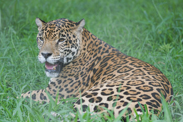 jaguar recostado © Sebastian