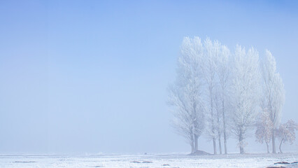 Fototapeta na wymiar A text area image suitable for Christmas winter themes. Frozen trees on a bright, foggy winter day. Amazing winter landscape.