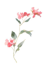 pink flowers isolated, generative ai, flowers isolated on white