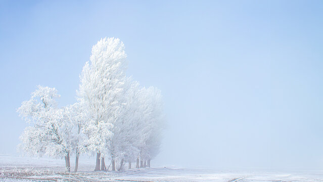 A text area image suitable for Christmas winter themes. Frozen trees on a bright, foggy winter day. Amazing winter landscape.