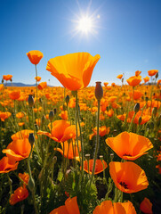 Obraz premium A field of California poppies captured in photorealistic detail, strong vibrant orange, golden hour lighting