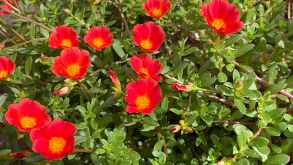 Obraz na płótnie Canvas Bright red flowers amidst green nature background