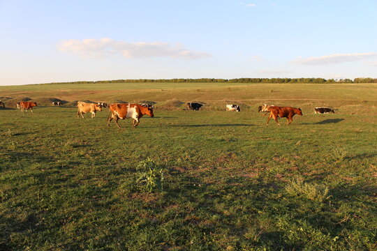 A herd of cows grazing in a field