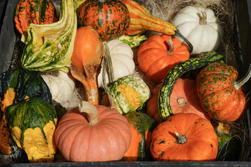 Autumn harvest of pumpkins at outdoor farmers market. Composition for Halloween and Thanksgiving day. Vegetarian healthy food