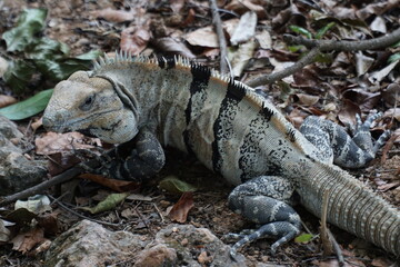 Company of a friendly iguana (despite her menacing look) during a visit to one of the classic mayan sites on the Yucatan peninsula, Mexico