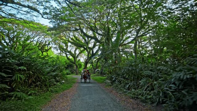 Ancient tree Samanea saman from Dutch era in De Djawatan forest in Indonesia. Fantastic forest with a horses.