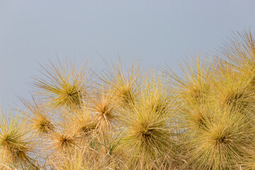 Spinifex littoreus, popularly called as Ravan’s mustache or Beach Spinifex, is a perennial grass with incredible stolon forming stems at Pulicat, Tamil Nadu in India