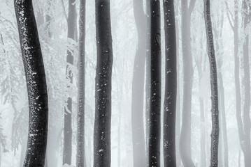 Beech trees trunks in a winter frosty forest
