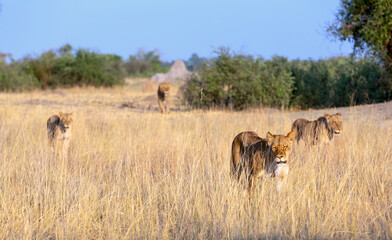 Fototapeta na wymiar Lion in their natural habitat - Africa