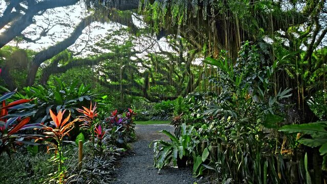 Ancient tree Samanea saman from Dutch era in De Djawatan forest in Indonesia.