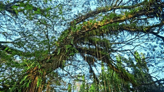 Ancient tree Samanea saman from Dutch era in De Djawatan forest in Indonesia.