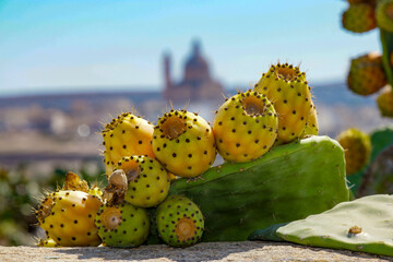 Prickly pears (cactus pears) on Maltas scenery.