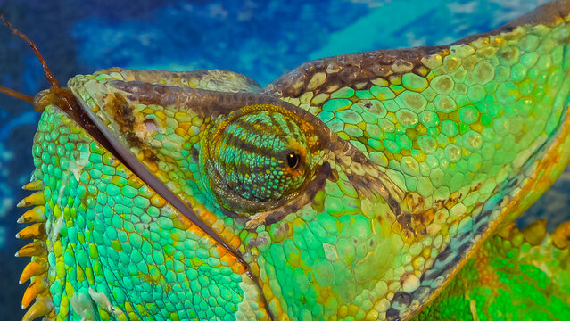The veiled chameleon, cone-head (Chamaeleo calyptratus)