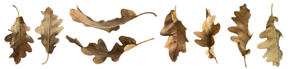Collection of dry oak leaves  isolated on transparent background.