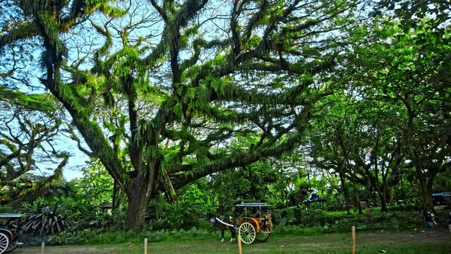 Ancient tree Samanea saman from Dutch era in De Djawatan forest in Indonesia. Fantastic forest with a horses.
