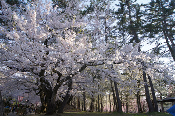 Cherry blossom, Hirosaki, Aomori, Honshu Island, Japan