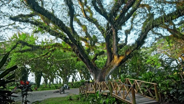 Ancient tree Samanea saman from Dutch era in De Djawatan forest in Indonesia.