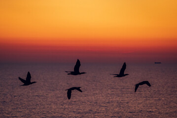 Birds flying on sunrise