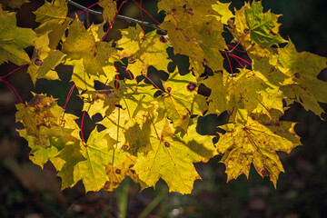 yellow maple leaves in autumn