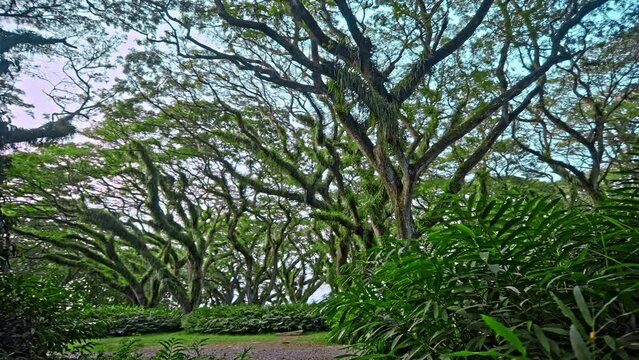 Ancient tree Samanea saman from Dutch era in De Djawatan forest in Indonesia.