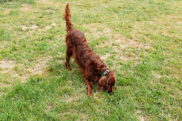 Irish red setter on green grass background, outdoors. Domestic animals concept