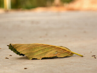 Close-up photography of a dried alder leaf on a cement floor in a construction site in a farm near the town of Arcabuco in central Colombia.