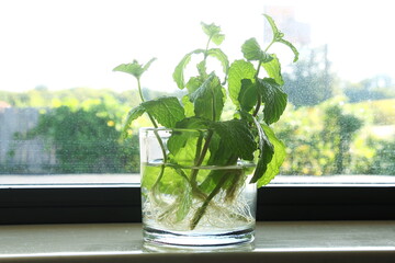 fresh green mint plant or mentha piperita citrata herb growing in water glass at indoor house window sill with Rooting in blur background,selective focus © gv image