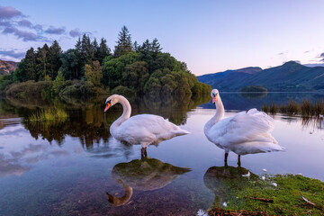 Two swans on Derwent water cumbria Lake District england uk 