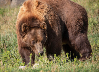 Grizzly bear closeup in grassy meadow of Montana, USA