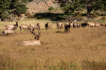 Herd of cow elk with bull elk watching over them in Rocky Mountain National Park, Colorado, USA