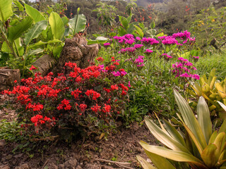 Plants of red geraniums and pink carnations in full bloom in a garden in the eastern Andean...
