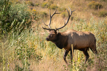 Bull elk with large antlers closeup in meadow Colorado Rocky Mountains, USA
