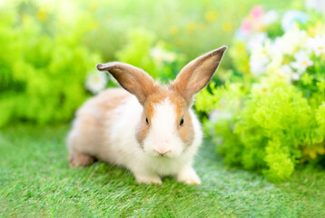 young white brown rabbit sitting in nature, adorable fluffy bunny, concept of rabbit easter