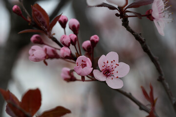 Prunus cerasus flowering tree flower, beautiful white petals tart dwarf cherry flowers in bloom.Garden fruit tree with blossom flowers