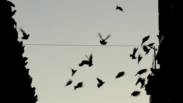 Vuelo de Palomas