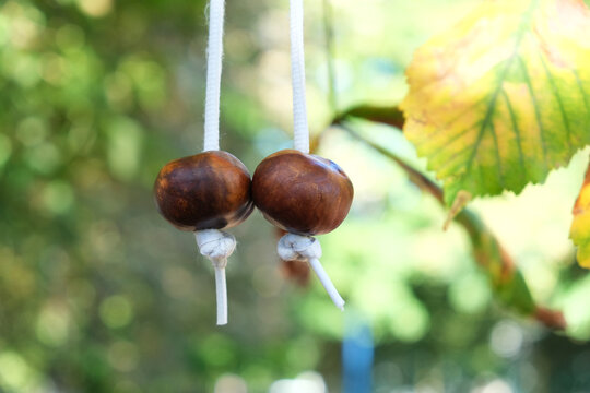 Pair of conkers with string, close-up. Selective focus. Conkers - traditional British children's game played using the seeds of Horse Chestnut trees.