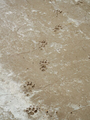 Some dog left its footprints in a freshly poured concrete slab, in a construction site near the town of Arcabuco in the central eastern Andes mountains of Colombia.