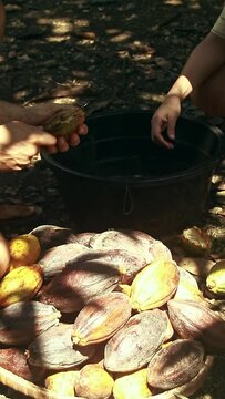 Collecting seeds from fresh cacao fruit together to make traditional tableya or Filipino handmade chocolate showing authentic Philippine culture, heritage and rural daily farm life