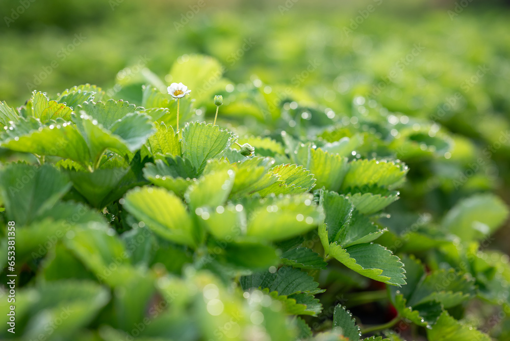 Canvas Prints Green bright strawberry bushes in morning dew. Fresh strawberry leaves in the morning