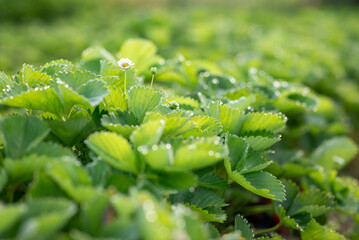 Green bright strawberry bushes in morning dew. Fresh strawberry leaves in the morning
