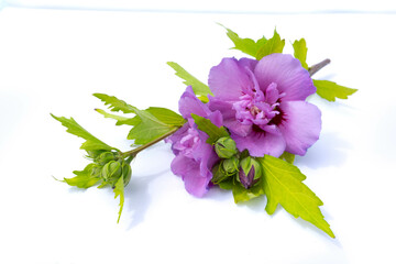 Violet hibiscus isolated on white background.